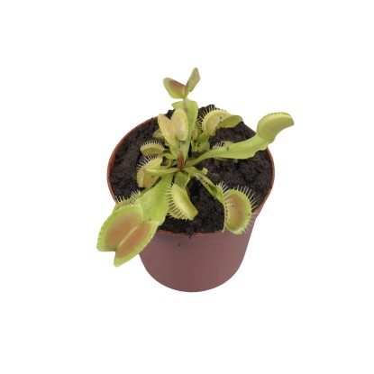 Muchołówka amerykańska (Dionea muscipula) - don. 9 cm