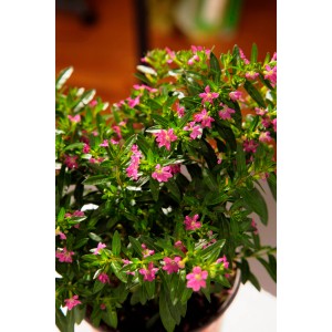 Kwitnąca roślina t.b.t. z małymi różowymi kwiatami i zielonymi liśćmi w doniczce.