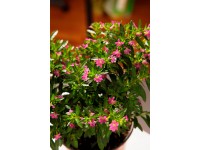 Kufea hyzopolistna (Cuphea hyssopifolia)