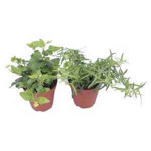 Dwie rośliny bluszczu (Hedera helix) w doniczce, różne odmiany.