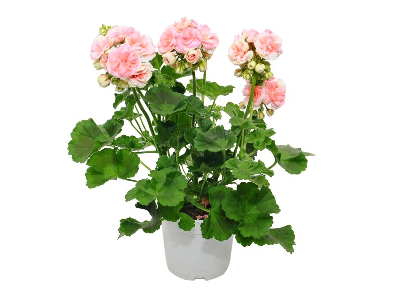 Pelargonia Rosebud Astrid Wys. 35 Cm Kupuj W OBI