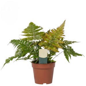 Nerecznica czerwonowłosa (Dryopteris erythrosora) don. 12 cm