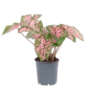 t.b.t. roślina kwitnąca z różowo-zielonymi liśćmi w doniczce.