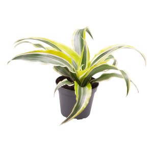 t.b.t. Roślina doniczkowa z zielono-żółtymi paskowanymi liśćmi w doniczce.