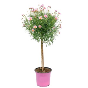 Margerytka kolorowa na pniu don. 14 cm