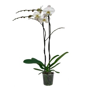 Biała orchidea t.b.t. w doniczce. Elegancka roślina doniczkowa do Twojego domu.