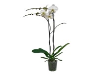Falenopsis - Ćmówka - Storczyk (Phalaenopsis Grandi) don. 15 cm