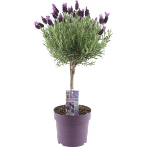 Lawenda 't.b.t.' w doniczce: Kwitnąca lawenda z fioletowymi kwiatami.