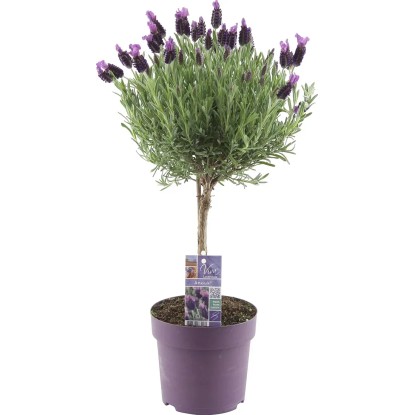Lawenda na pniu (Lavandula st. Anouk) - don. 15 cm