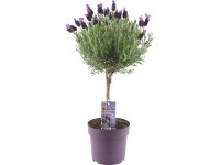 Lawenda na pniu (Lavandula st. Anouk) - don. 15 cm
