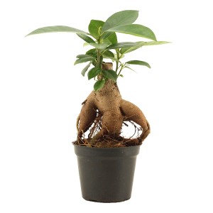 Mała doniczkowa roślina pokojowa Ficus (t.b.t.) z charakterystycznymi korzeniami i zielonymi liśćmi.