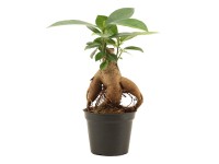 Fikus (Ficus microcarpa Ginseng mini) - don. 5,5 cm