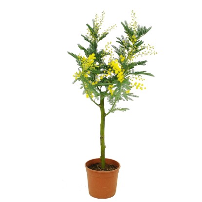 Mimoza Srebrzysta (Acacia dealbata) don. 15 cm