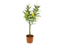 Mimoza Srebrzysta (Acacia dealbata) don. 15 cm