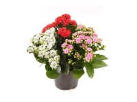 Żyworódka (Kalanchoe Tricolori) - don. 12 cm