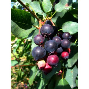 Dojrzałe, ciemne tarniny (Śliwy) na gałęzi z zielonymi liśćmi.