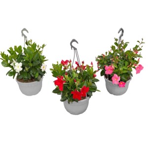 Dipladenia (Mandevilla) don. 25 cm