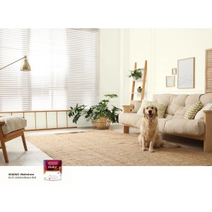 Jasny salon z farbą Magnat na ścianie, pies siedzi na dywanie.