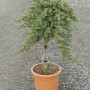 Cyprysik Lawsona OBI 'Gold Rider' w doniczce, wys. ok. 80 cm, nadaje się do formowania.