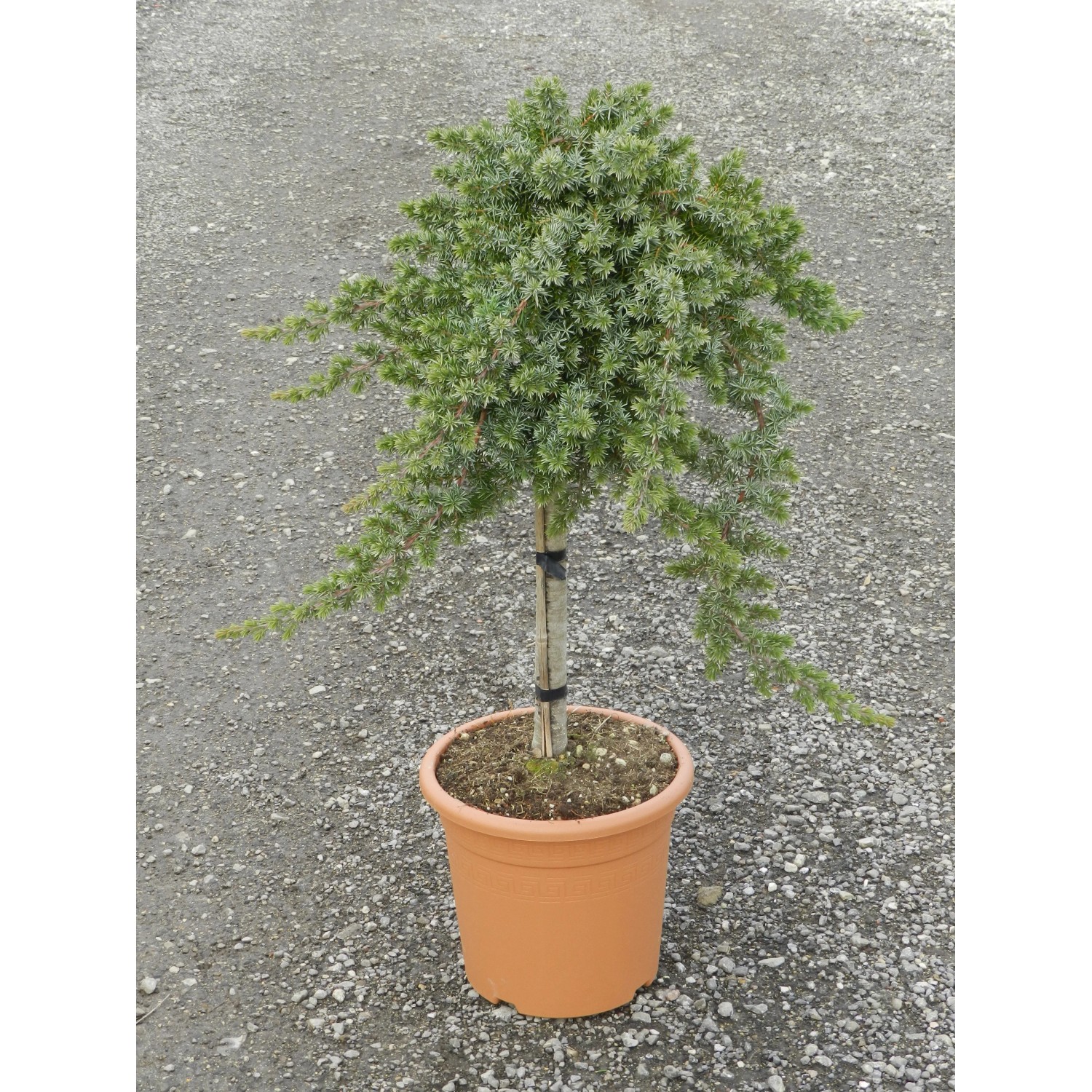 Cyprysik Lawsona OBI 'Gold Rider' w doniczce, wys. ok. 80 cm, nadaje się do formowania.