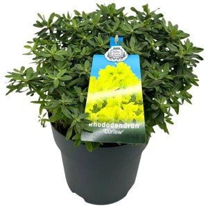 Różanecznik (Rhododendron hippophaeoides) don. 19 cm