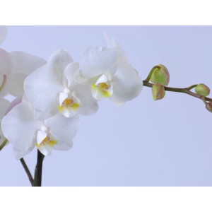 Biała orchidea z żółtym środkiem i zielonymi pąkami.