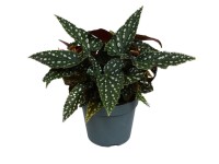 Begonia koralowa Maculata (Begonia maculata) don. 12 cm