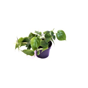 Zielona roślina doniczkowa w czarnej doniczce, kategoria: Inne rośliny doniczkowe.