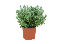 Hebe mix wys.1 5cm
