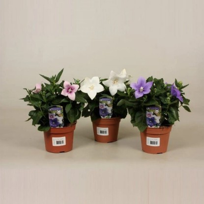 Rozwar wielkokwiatowy (Platycodon sp.) mix wys. 15-22 don. 12