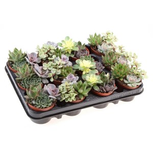 Różne sukulenty w doniczkach na tacy. Różnorodność kolorów i kształtów.