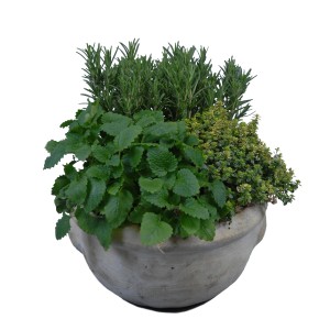Doniczka z ziołami: rozmaryn, melisa i tymianek, Zioła kulinarne