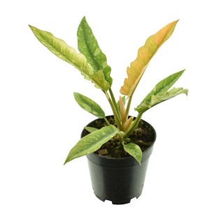 Roślina doniczkowa T.b.t. z zielono-żółtymi, pstrokatymi liśćmi w czarnej doniczce.