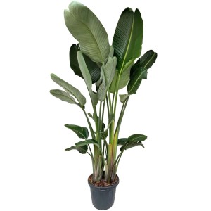 Strelicja biała (Strelitzia nicolai) wys. 180 cm, don. 40 cm