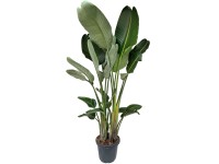 Strelicja biała (Strelitzia nicolai) wys. 180 cm, don. 40 cm