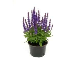 Szałwia omszona (Salvia nemorosa) don. 15 cm