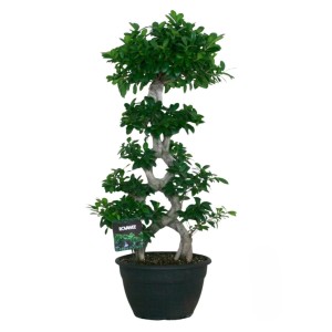 Fikus tępy (Ficus microcarpa) wys. 115 cm, don. 35 cm