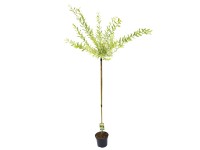 Wierzba japońska (Hakuro Nishiki) don. 5 l - wys. 160 cm