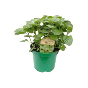 Świeża mięta (t.b.t.) w zielonej doniczce, aromatyczne zioło kulinarne do ogrodu i kuchni.