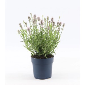 Kwitnąca lawenda w doniczce, Rośliny kwitnące.