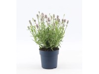 Lawenda Angustiflora  Light pink wys. 20-30cm don. 12cm