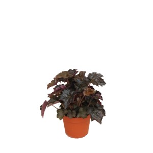 t.b.t. w doniczce, roślina kwitnąca o ciemnych liściach.