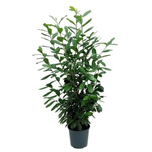 Laurowiśnia w doniczce Novita z zielonymi liśćmi. Zimozielony żywopłot.