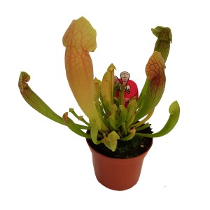 Żółta kapturnica w doniczce, roślina mięsożerna do domu.