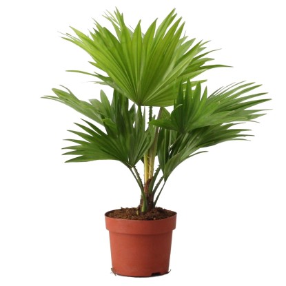Palma okrągłolistna (Livistona Rotundifolia) don. 12 cm
