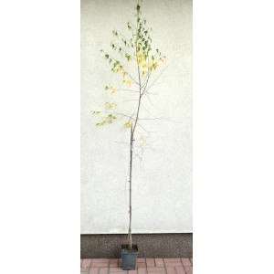 Młode drzewo w doniczce, kategoria: Inne krzewy.