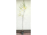 Brzoza Betula pendula wys. 100-140 don. 2L