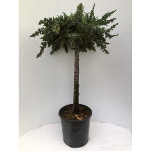 Jałowiec płożący w doniczce, formowany, zielone igły.