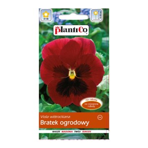 Opakowanie nasion ciemnoczerwonych bratków ogrodowych (Viola wittrockiana).
