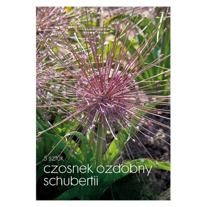 Czosnek Schubertii 5 szt.